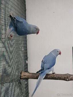 Alexander malý 23,24, 25 - 8