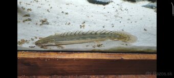 Ruším akvarium - 8