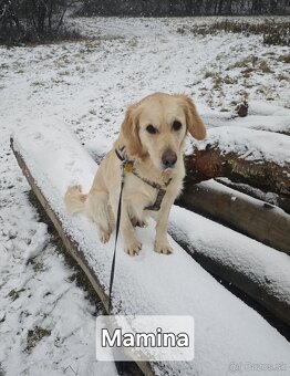 Zlatý retriever šteniatka - 8