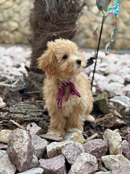Maltipoo - 8