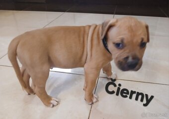 Americký stafordšírsky teriér - 8