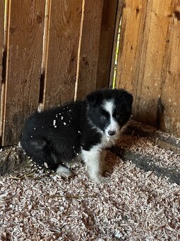 Šteniatka Border kólia - 8