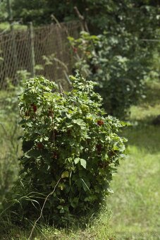 8 árový pozemok s chatou. - 8