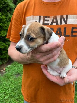 Tricolor Jack Russell šteniatka - 8