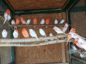 Kanariky a mexické hyle - 8