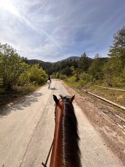Welsh cob valach na predaj - 8