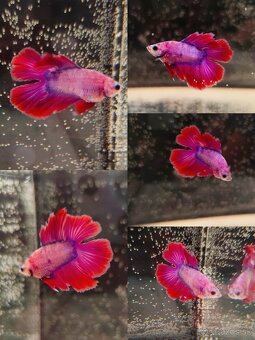 Betta Splendens - Bojovnica Pestrá. - 8
