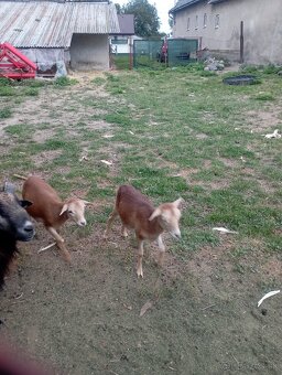 Predám Kamerunske ovce - 8