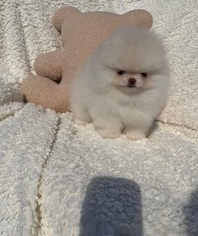 Pomeranian mini - 8
