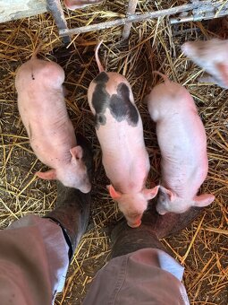 Predám Prasnica 2,50€ /kg - 8