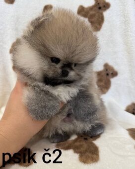 Pomeranian mini Boo - 8