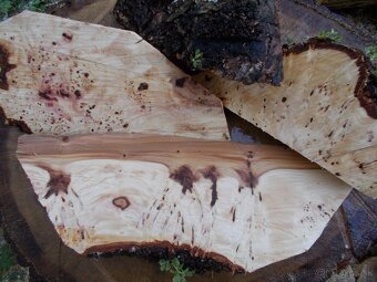 Očková jelša, očkový javor,očková hlošina,nádory, korenica.. - 8