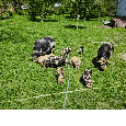 Kune Kune - 8