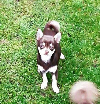 Čivava krátkosrstá – čoko fenka - 8