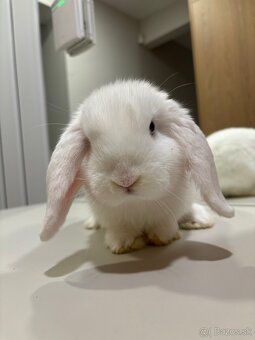 OČKOVANÉ huňaté Minilop králiky -BIOvýživa, odborný chov, VP - 8