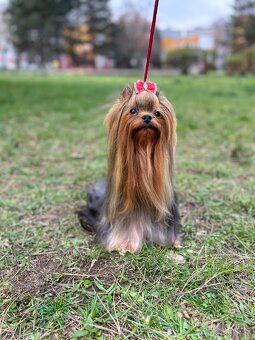 Yorkshire terrier, york - 8
