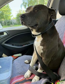 Šteniatka - Americký stafordšírsky teriér (Amstaff, Staford) - 8