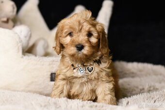 Cavapoo F1 RED Fenka pripravená na odber - 8