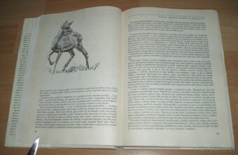 Loveckou stezkou - 8