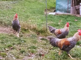 Predám kohúta leghorn - 8