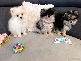 Pomeranian pomerian - 8