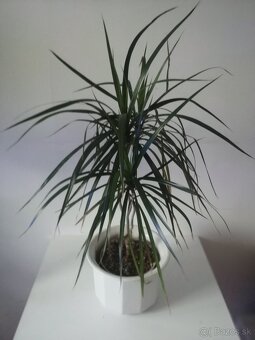 Monstera deliciosa,rastuca hlavne do vysky krasna 2 m vysoka - 8