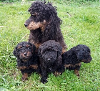 Pudel black and tan - 8