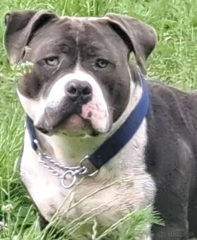 American Bully psik - 8