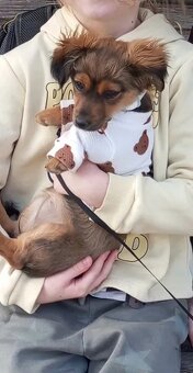 predam oblecenie XS - 8