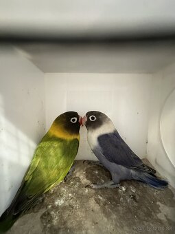 Agapornis škraboškový - 8