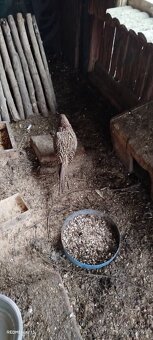 Bažant poľovný - 8