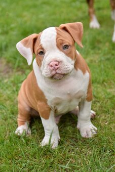 Psík American bully s pp na predaj - 8