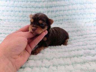 Choco, Chocolate Yorkshire terrier - 8