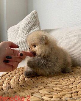 Pomeranian mini Boo - 8