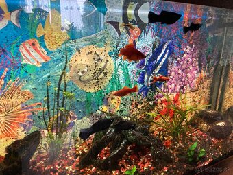 Akvarium komplet so skrinkou a prislusenstvom - 8