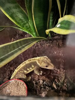 Tri pagekóny riasnaté-samec a dve samičky - 8