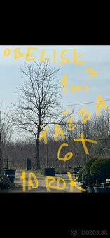 Paulownia-Agát Obelisk - 8