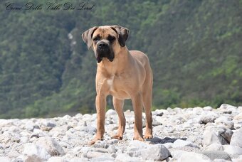 Cane Corso štěňata s FCI P - 8