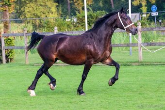Hřebec Welsh Cob - 8