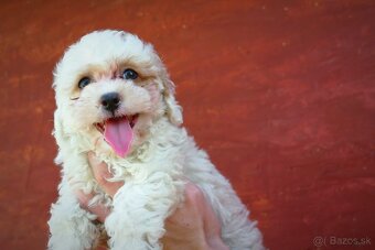 Maltipoo (malteze +Pudel = maltipoo) - 8