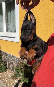 DOBERMAN ŠTENIATKA S FCI P.P - 8