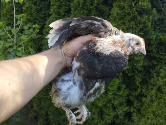 10 týždňové Sasex, Orpington, Faverolky,Marans - 8