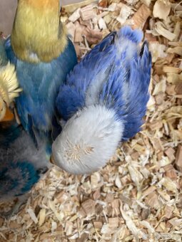 Rucne dokrmovane agapornisy fischer tyrkys opalin euwing - 8