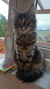 Domáci kocúrik - 8