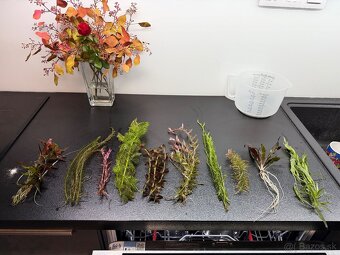 Rastlinky do akva / krevetaria - 8