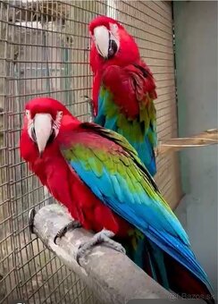 Ara zelenokrídla - 8