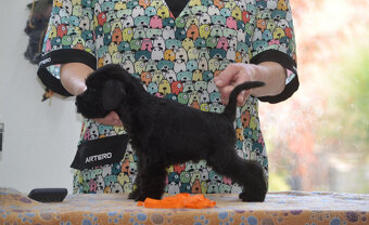 Bradáč malý čierny - šteniatka - 8