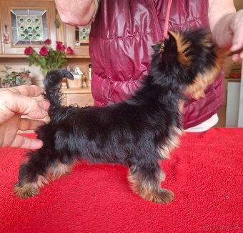 Yorkshire terrier s PP - psík - 8