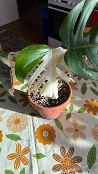 monstera albo variegata - 8