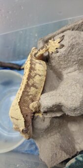 Pagekon riasnaty - Correlophus ciliatus - 8